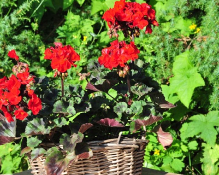 Pelargonijos ekstraktas padeda išvengti antibiotikų sergant LOPL