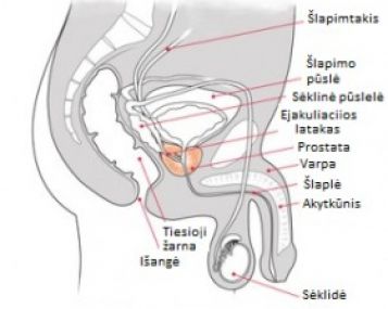 Silpna šlapimo srovė. Ar tai prostatos problema?