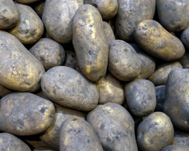 Lietuva neįsileidžia GMO