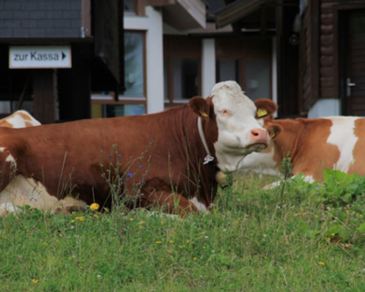 Europarlamentarai siekia uždrausti klonuotų gyvūnų produktų gamybą bei importą