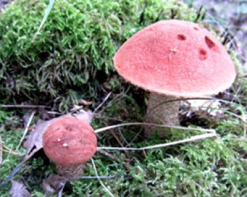 Saugokitės miškuose tykančių gyvačių 