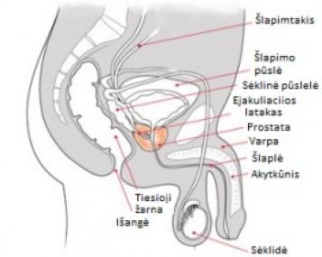 Vyro urogenitalinė sistema
