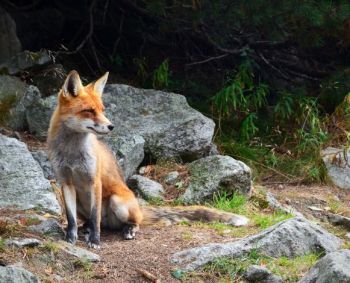 Echinokokozė: pavojus visai čia pat