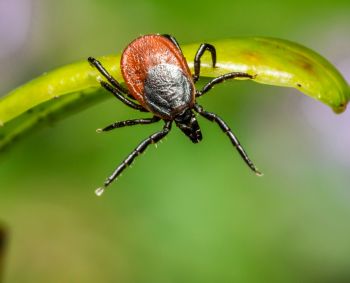 5 dažniausi mitai apie erkinį encefalitą ir kodėl tinkamas laikas skiepytis yra dabar?