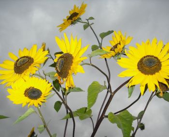 Kas gresia sveikatai, jei trūksta vitamino D?