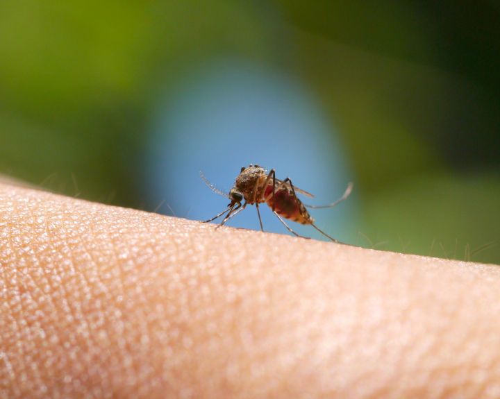Vabzdžių sezonas įsibėgėja: kaip apsisaugoti ir kas padės nuo įkandimų?   