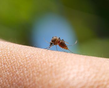 Vabzdžių sezonas įsibėgėja: kaip apsisaugoti ir kas padės nuo įkandimų?   