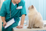 Gyvūnų reabilitacijos programos. Kaip veterinarijos klinikos prisideda prie atsigavimo po traumų