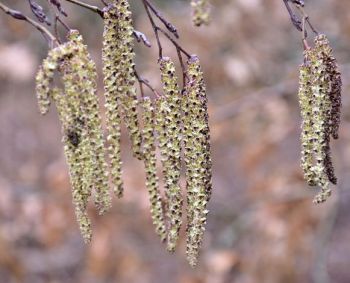 Pasakojimas apie alksnį, arba Gerklų skalavynės ir sėdynės mirkalai