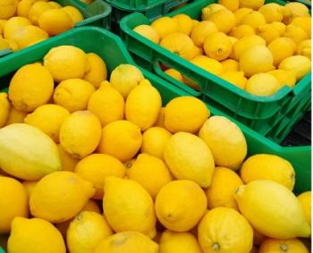 Kuo vitaminas C gali būti naudingas smegenų sveikatai senstant