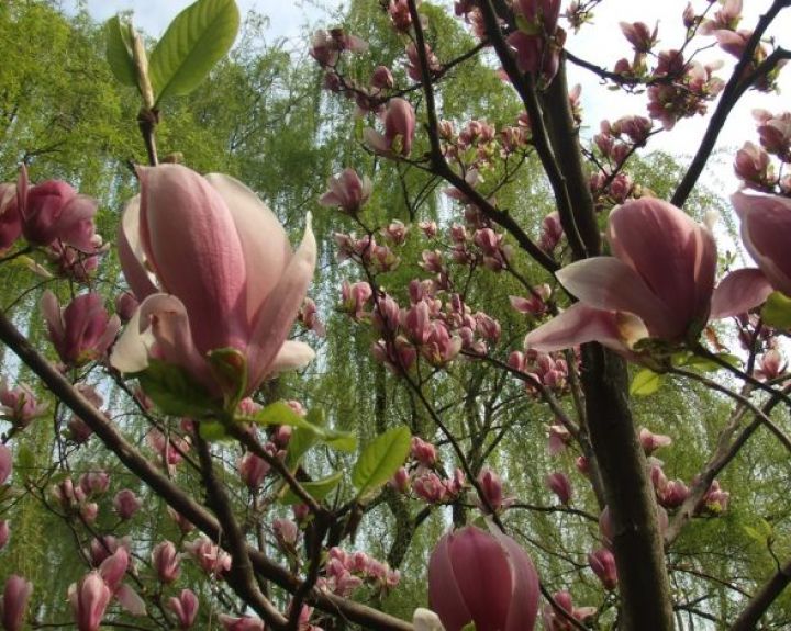 Paskelbti TOP gydytojų ir klinikų sąrašai