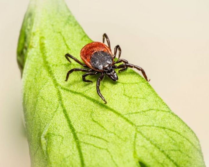Erkės įkandimas: ką daryti, kokie pavojai ir kaip apsisaugoti?