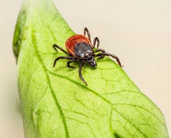 Erkės įkandimas: ką daryti, kokie pavojai ir kaip apsisaugoti?