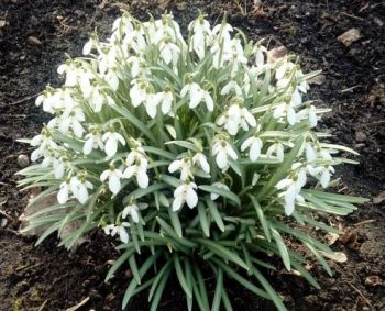 Bunda ligas platinančios erkės