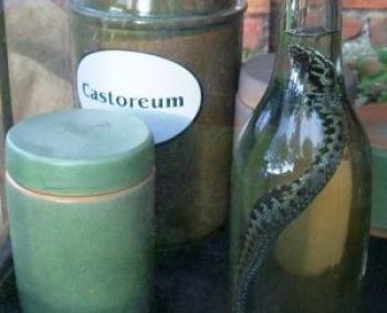 Pavojingiausios gyvatės nuodai – skausmui malšinti
