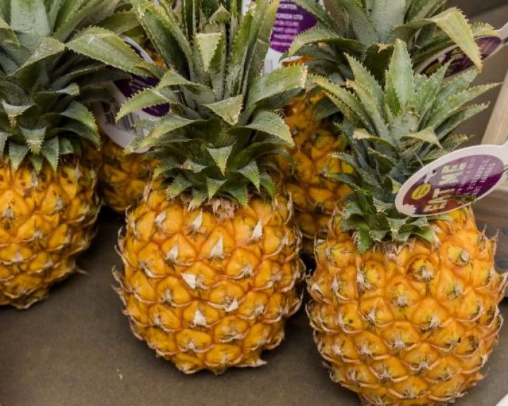 Trys pateisinamos priežastys persivalgyti ananasų