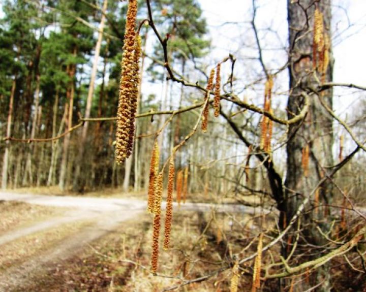 Alerginės reakcijos žiemą: kaip atpažinti ir ko imtis?   