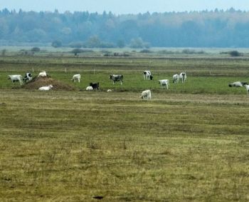 Ryški tendencija Europoje: antibiotikų atsisakymas gyvulininkystėje