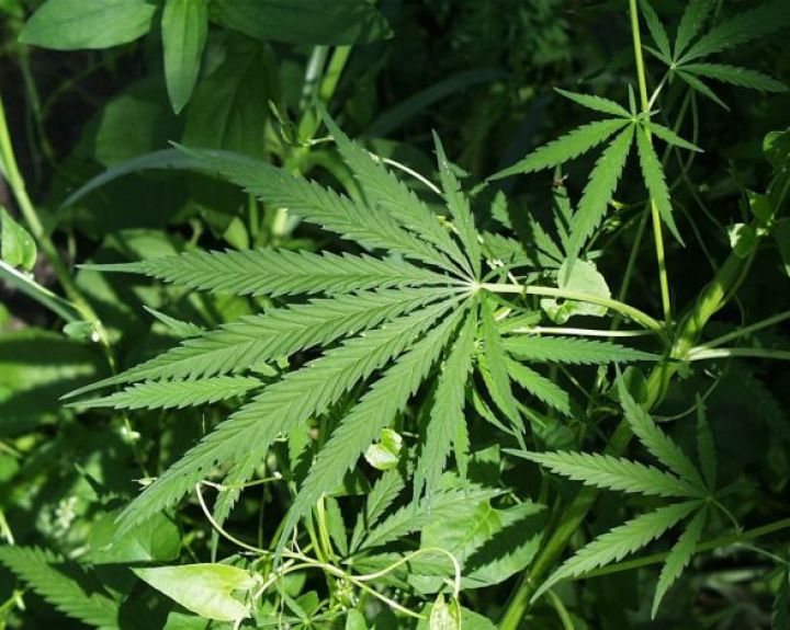 Medicininės kanapės Lietuvoje: kas labiausiai gąsdina ir trukdo?