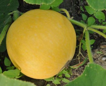 Vitaminas A gali padėti įveikti žarnyno vėžį?