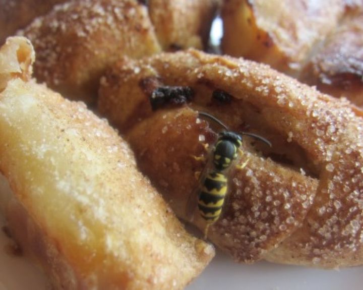 Lietuvoje nuo vabzdžių įgėlimų per metus nukenčia apie 10 tūkst. žmonių