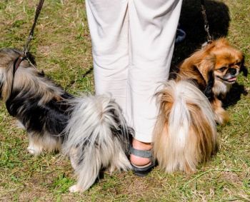 Veterinarijos gydytoja atsakė, kodėl nerekomenduojama bučiuoti augintinių