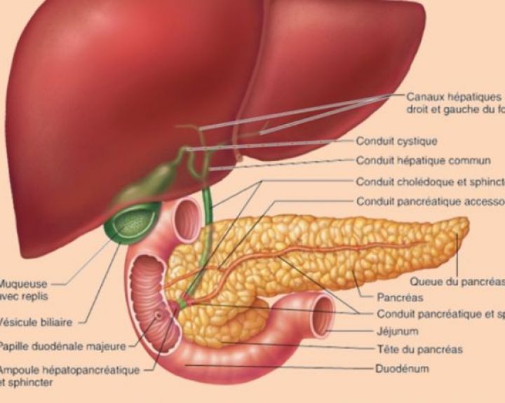 Lietuvoje daugėja susirgimų virusiniu hepatitu A