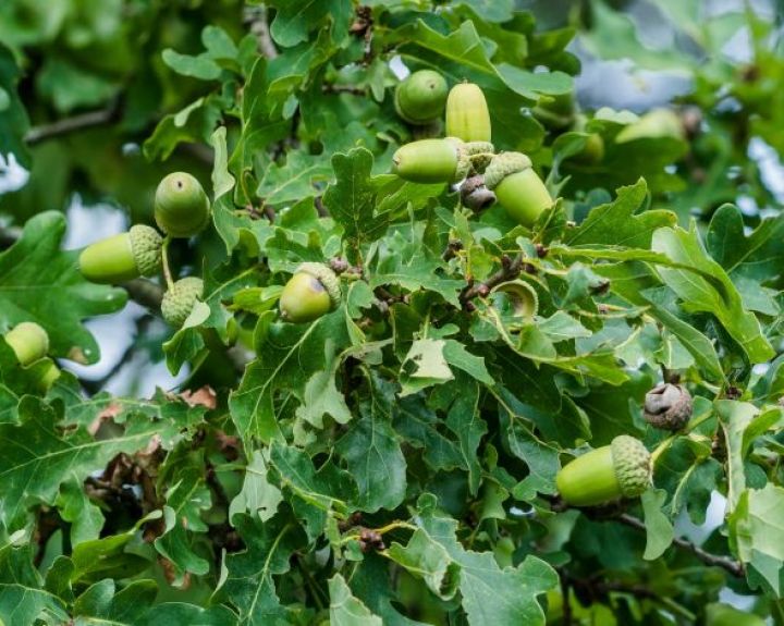 Lietuviška kava – iš kiaulpienių, morkų, varnalėšos ir kitų augalų