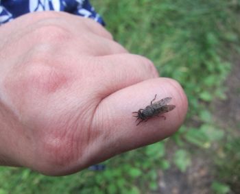 Vabzdžių įgėlimai: pataria, kaip kovoti su niežuliu